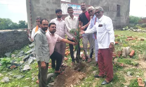 31 पौधे लगाएं