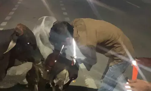 सड़कों पर बेसहारा घूम रहे गोवंश के गले में बांध रहे रेडियम बेल्ट