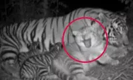 बिल्ली को गले लगाकर सुलाती नजर आई बाघिन