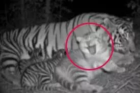 बिल्ली को गले लगाकर सुलाती नजर आई बाघिन बिल्ली को गले लगाकर सुलाती नजर आई बाघिन