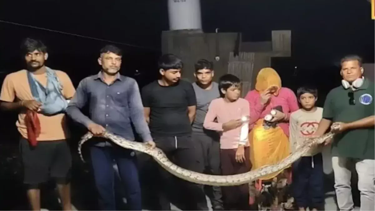 विशाल गर अजगर ने खरगोश को बनाया निवाला , इलाके में सनसनी विशाल गर अजगर ने खरगोश को बनाया निवाला , इलाके में सनसनी