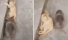 बिल्ली ने चूहे को बनाया अपना तकिया, वीडियो देखकर नहीं रुक रही हंसी