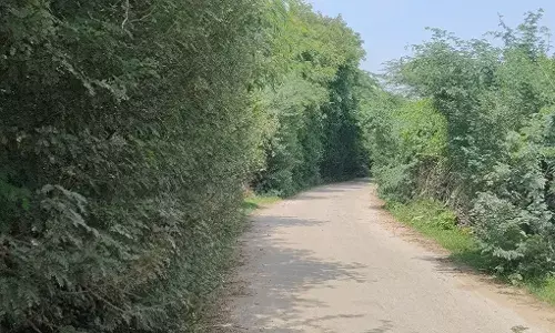 शकरगढ़-बरोदा रोड पर अंग्रेजी बबूल बना जानलेवा, जिम्मेदार विभाग बना अनजान