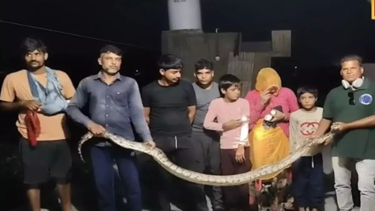 विशाल गर अजगर ने खरगोश को बनाया निवाला , इलाके में सनसनी विशाल गर अजगर ने खरगोश को बनाया निवाला , इलाके में सनसनी