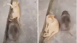 बिल्ली ने चूहे को बनाया अपना तकिया, वीडियो देखकर नहीं रुक रही हंसी बिल्ली ने चूहे को बनाया अपना तकिया, वीडियो देखकर नहीं रुक रही हंसी