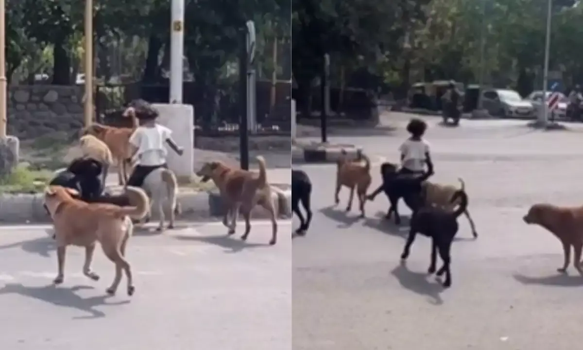 छोटी बच्ची को मिली VIP सेवा, कुत्तों ने दिया Z+ सिक्योरिटी छोटी बच्ची को मिली VIP सेवा, कुत्तों ने दिया Z+ सिक्योरिटी