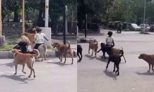 छोटी बच्ची को मिली VIP सेवा, कुत्तों ने दिया Z+ सिक्योरिटी