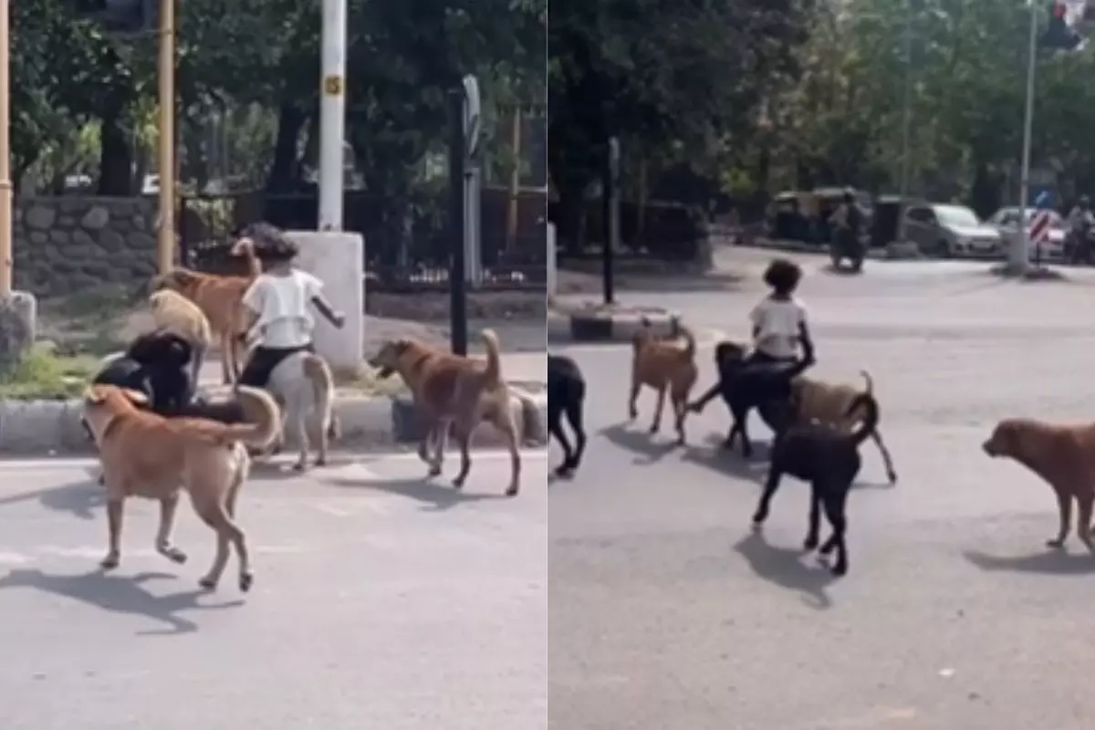 छोटी बच्ची को मिली VIP सेवा, कुत्तों ने दिया Z+ सिक्योरिटी छोटी बच्ची को मिली VIP सेवा, कुत्तों ने दिया Z+ सिक्योरिटी