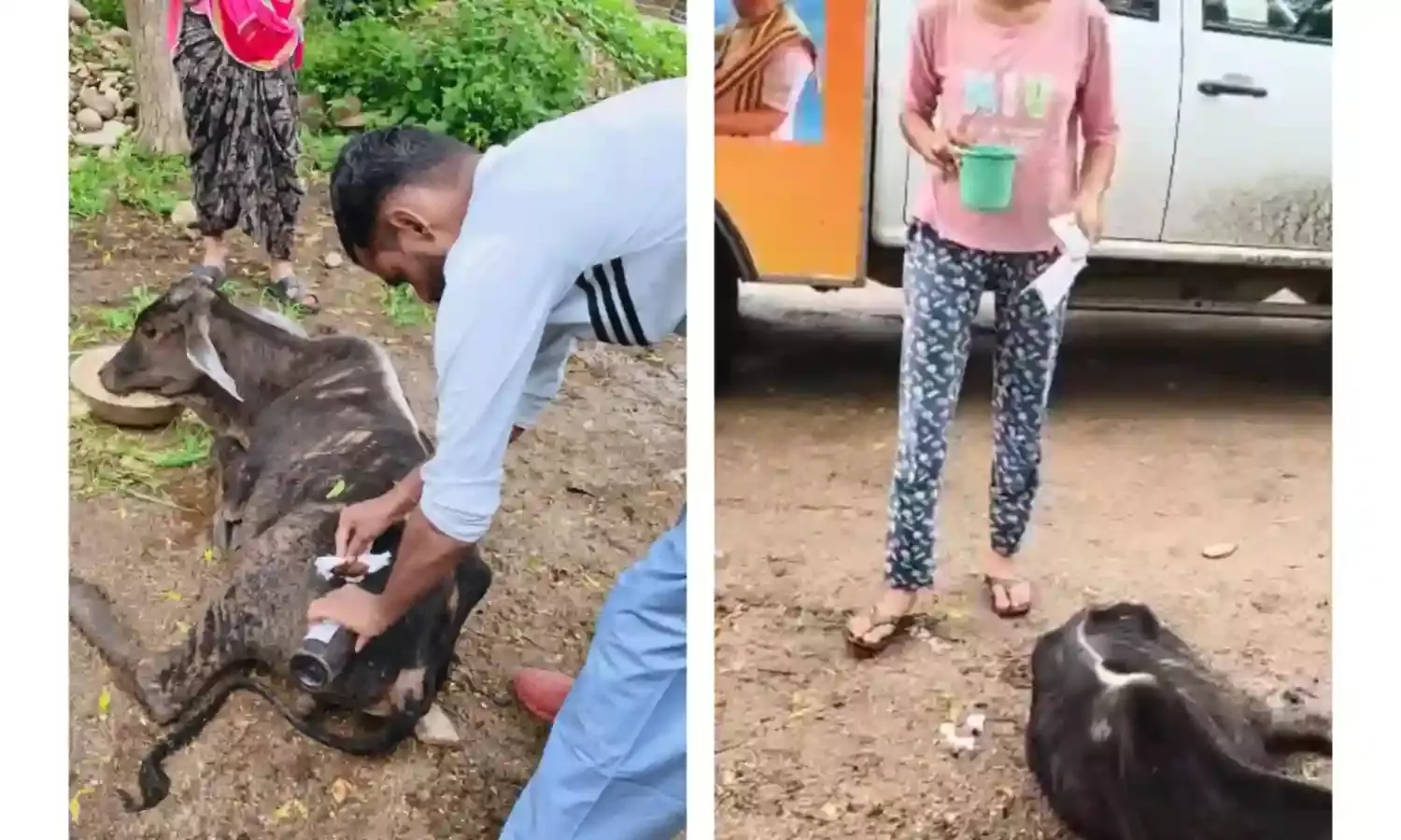 तेजाजी मंदिर खटवाड़ा: घायल बछड़े की सेवा में जुटीं महिलाएं