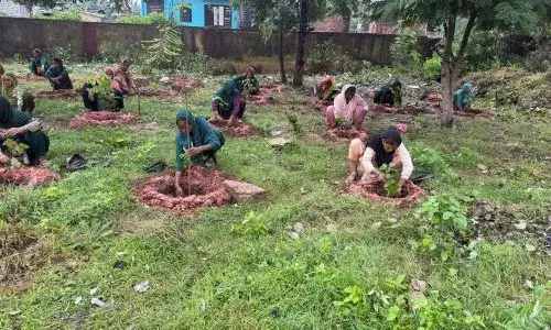 हरियालो राजस्थान" अभियान के अंतर्गत चित्तौड़गढ़ जिले में 6 लाख पौधों का सफलतापूर्वक रोपण