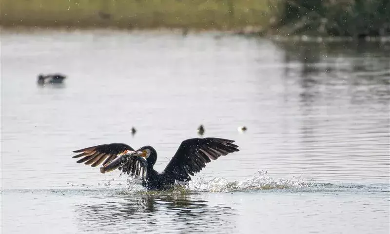 हिन्दुस्तान जिंक ने टीईआरआई के साथ मिलकर पारिस्थितिकीय बहाली को दुगूना कर 13 हेक्टेयर में किया हिन्दुस्तान जिंक ने टीईआरआई के साथ मिलकर पारिस्थितिकीय बहाली को दुगूना कर 13 हेक्टेयर में किया