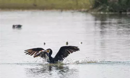 हिन्दुस्तान जिंक ने टीईआरआई के साथ मिलकर पारिस्थितिकीय बहाली को दुगूना कर 13 हेक्टेयर में किया