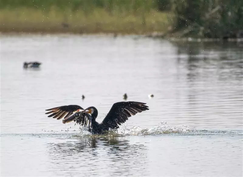 हिन्दुस्तान जिंक ने टीईआरआई के साथ मिलकर पारिस्थितिकीय बहाली को दुगूना कर 13 हेक्टेयर में किया