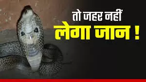 भीलवाड़ा: बारिश में बढ़े सर्पदंश के मामले, एक छात्र की मौत – डॉक्टरों ने दी सावधानी बरतने की सलाह भीलवाड़ा: बारिश में बढ़े सर्पदंश के मामले, एक छात्र की मौत – डॉक्टरों ने दी सावधानी बरतने की सलाह