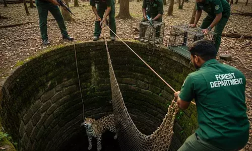भीलवाड़ा में कुएं में गिरा लेपर्ड:वन विभाग की टीम ने 2 घंटे में रेस्क्यू किया