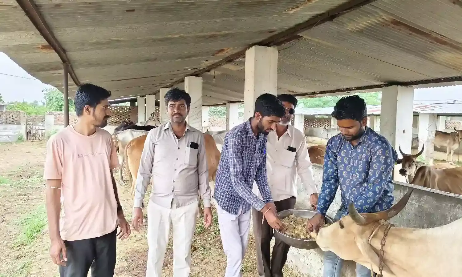 गौ शाला में गायों को गुड़ खिलाकर मनाया जन्मदिन