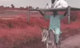 सिर पर चारपाई रख शख्स ने की गधे की सवारी