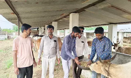 गौ शाला में गायों को गुड़ खिलाकर मनाया जन्मदिन