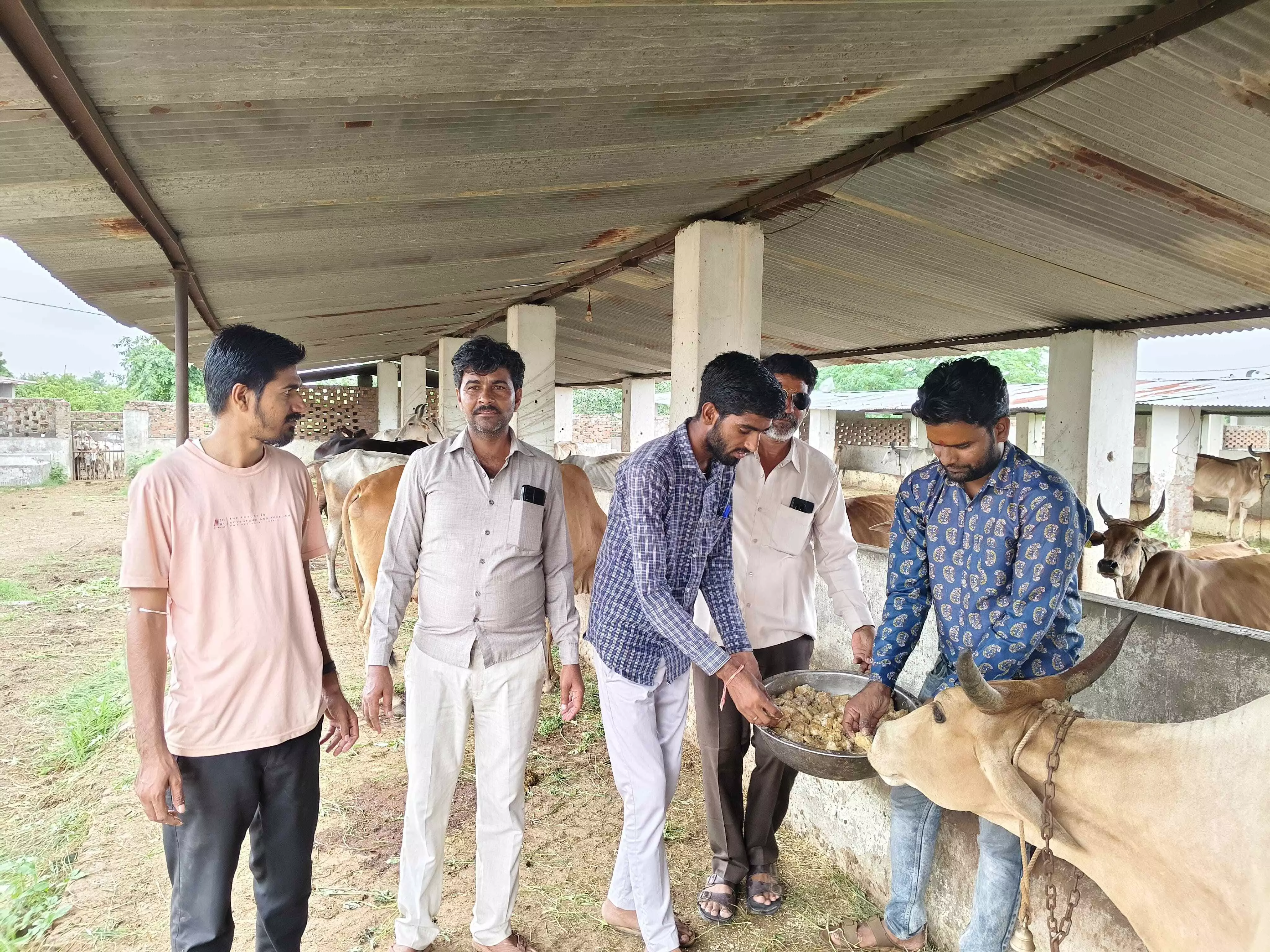 गौ शाला में गायों को गुड़ खिलाकर मनाया जन्मदिन गौ शाला में गायों को गुड़ खिलाकर मनाया जन्मदिन