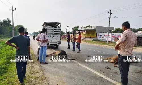 अज्ञात वाहन की टक्कर से एक गोवंश की मौत, एक घायल अज्ञात वाहन की टक्कर से एक गोवंश की मौत, एक घायल