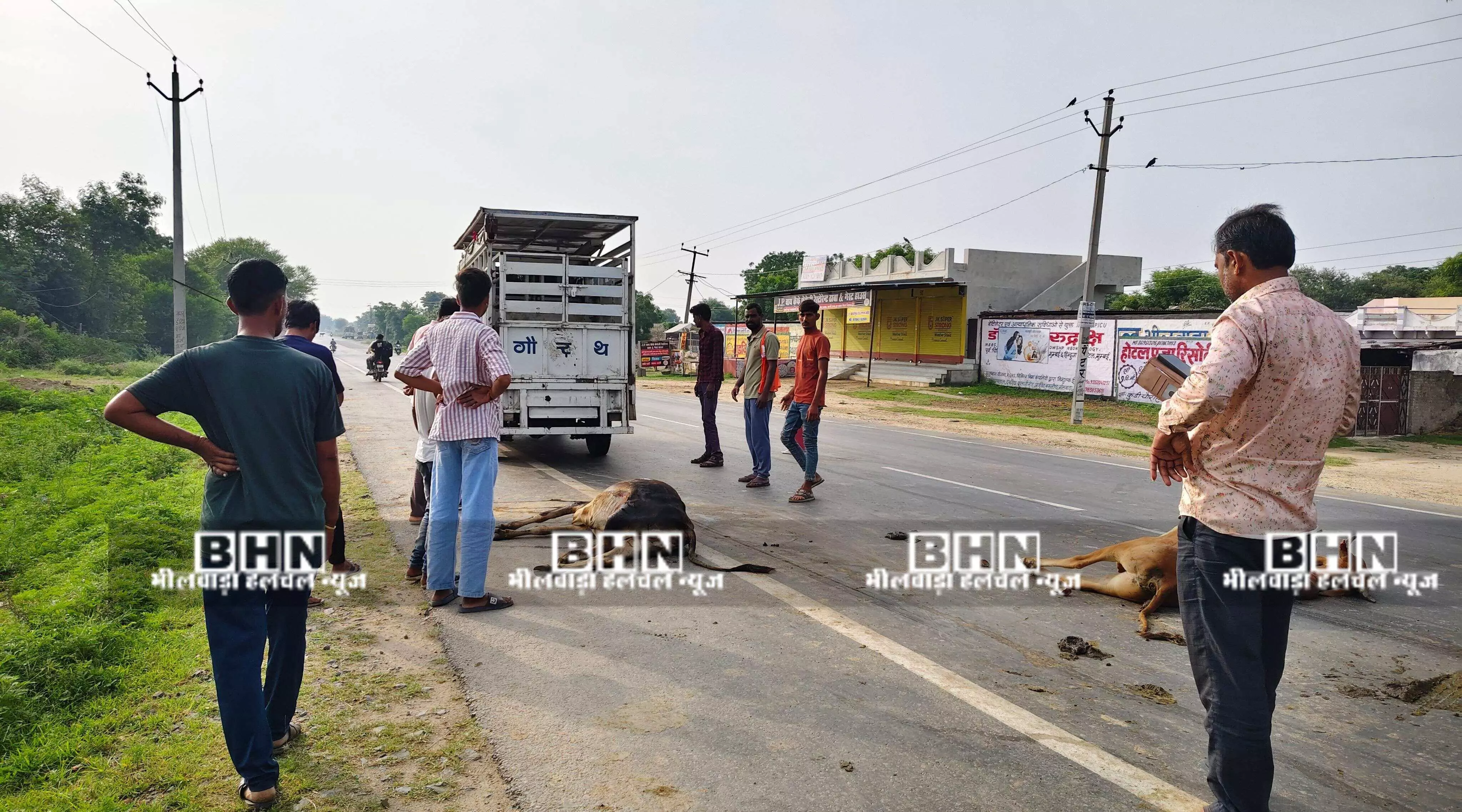 अज्ञात वाहन की टक्कर से एक गोवंश की मौत, एक घायल