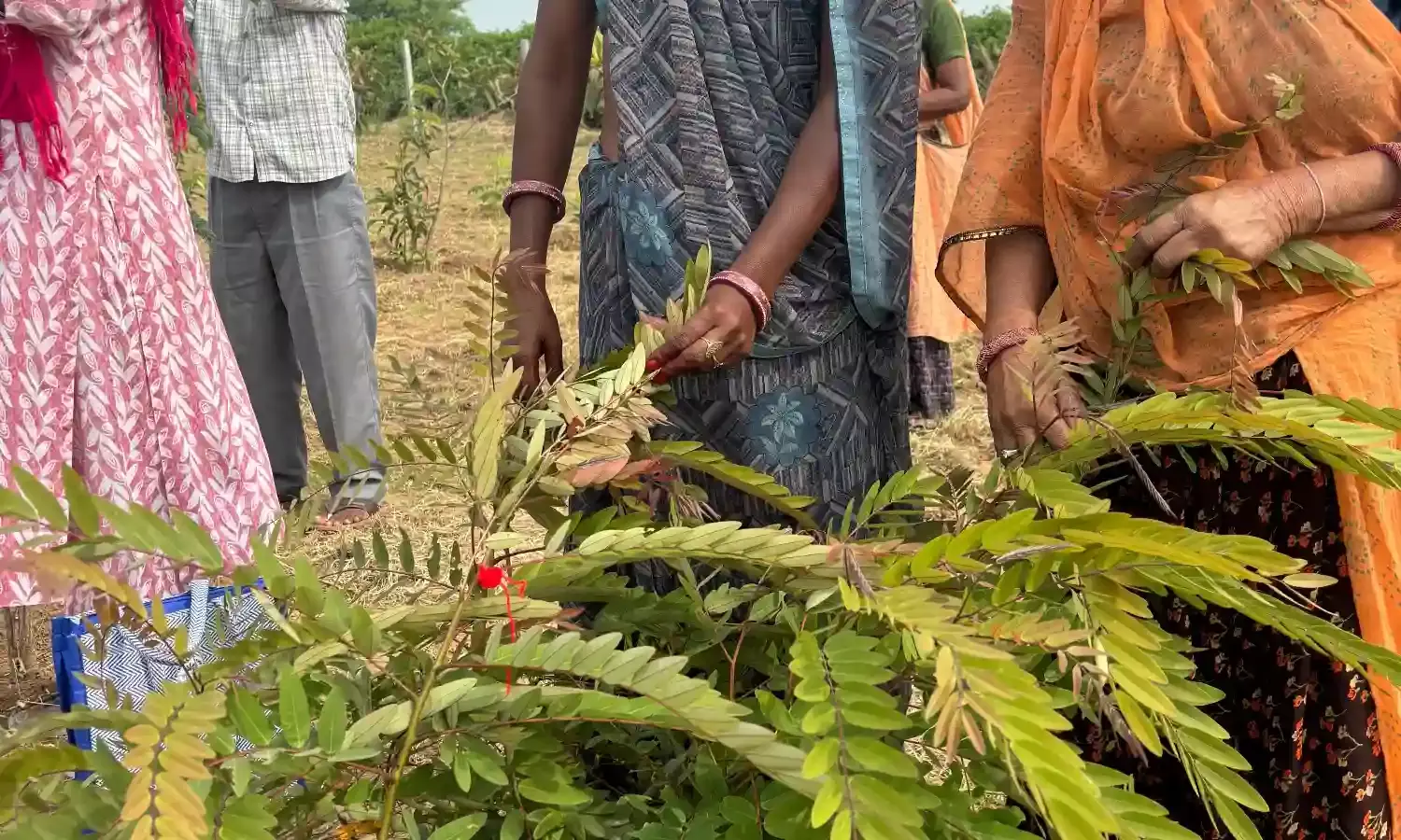 रक्षाबंधन पर पौधों की रक्षा का संकल्प, शहरी मनरेगा कर्मियों का अनोखा नवाचार