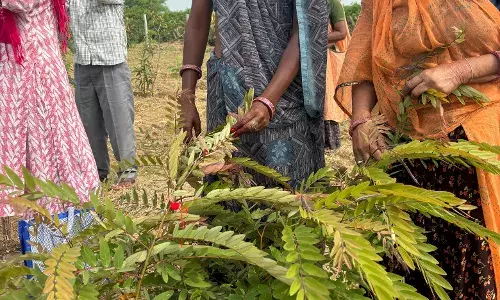 रक्षाबंधन पर पौधों की रक्षा का संकल्प, शहरी मनरेगा कर्मियों का अनोखा नवाचार