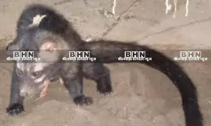 मटूनिया गांव में जंगली जानवर कब्र बीजू को ग्रामीणों ने पकड़ कर बांधा मटूनिया गांव में जंगली जानवर कब्र बीजू को ग्रामीणों ने पकड़ कर बांधा