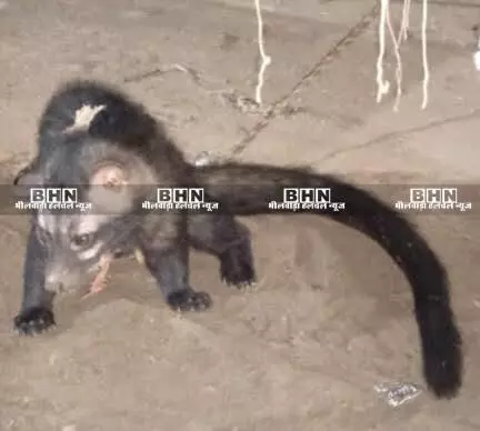 मटूनिया गांव में जंगली जानवर कब्र बीजू को ग्रामीणों ने पकड़ कर बांधा