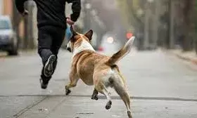 आवारा कुत्तो के मामले में राजस्थान हाईकोर्टगंभीर ,स्व-संज्ञान लेते हुए नगर निगम को ये दिए निर्देश आवारा कुत्तो के मामले में राजस्थान हाईकोर्टगंभीर ,स्व-संज्ञान लेते हुए नगर निगम को ये दिए निर्देश