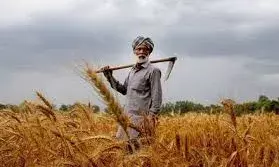 मानसून फिलहाल सुस्त - किसानो के चेहरों पर चिंता की लकीरे, सिचाई करने को मजबूर