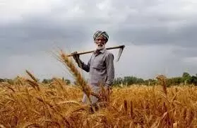 मानसून फिलहाल सुस्त - किसानो के चेहरों पर चिंता की लकीरे, सिचाई करने को मजबूर मानसून फिलहाल सुस्त - किसानो के चेहरों पर चिंता की लकीरे, सिचाई करने को मजबूर