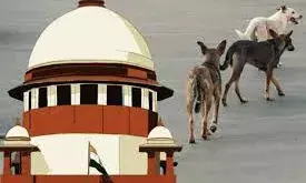 डॉग लवर्स के लिए खुशखबरी! आवारा कुत्तों के मुद्दे पर फिर से SC करेगा सुनवाई
