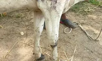 राशमी में पैंथर का आतंक, गाय पर हमला राशमी में पैंथर का आतंक, गाय पर हमला