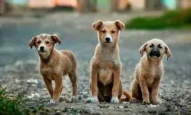 : आवारा कुत्तों से जुड़े मामले पर फैसला सुरक्षित; SG बोले- मुद्दा सुलझाने की जरूरत