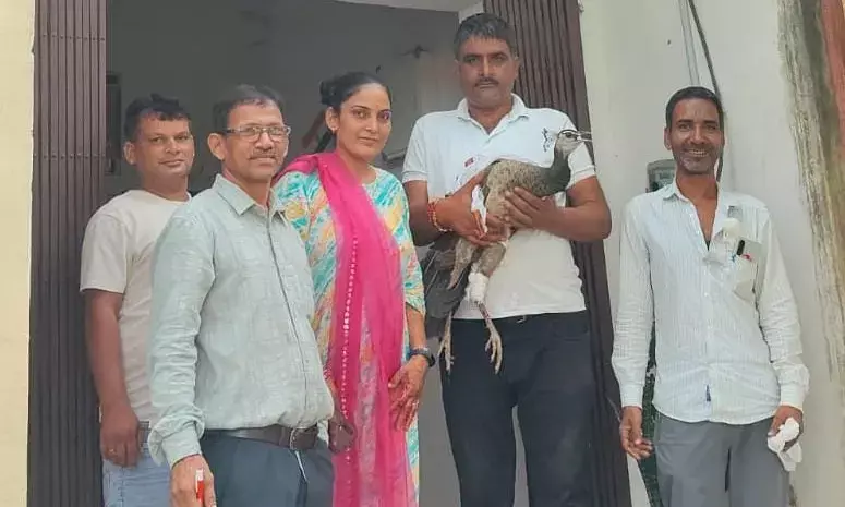 होलीरड़ा गांव में मिला घायल मोर ,कराया   इलाज