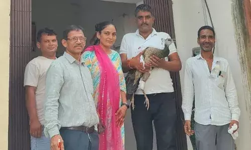 होलीरड़ा गांव में मिला घायल मोर ,कराया   इलाज