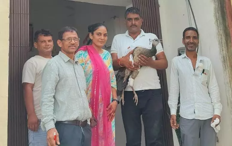 होलीरड़ा गांव में मिला घायल मोर ,कराया इलाज होलीरड़ा गांव में मिला घायल मोर ,कराया इलाज