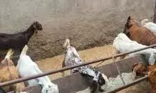 भीलवाड़ा का बकरी ठगी कांड अजमेर में फिर दोहराया: ऑनलाइन फार्म के नाम पर 2.7 करोड़ की महाठगी