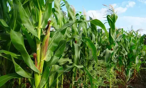 भीलवाड़ा में बारिश थमने से खरीफ की फसल पर संकट, किसान चिंतित