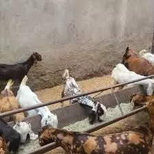 भीलवाड़ा का बकरी ठगी कांड अजमेर में फिर दोहराया: ऑनलाइन फार्म के नाम पर 2.7 करोड़ की महाठगी भीलवाड़ा का बकरी ठगी कांड अजमेर में फिर दोहराया: ऑनलाइन फार्म के नाम पर 2.7 करोड़ की महाठगी