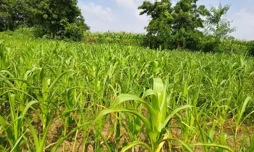 सवाईपुर में बारिश की कमी से किसान परेशान, इंद्रदेव को मनाने में जुटे