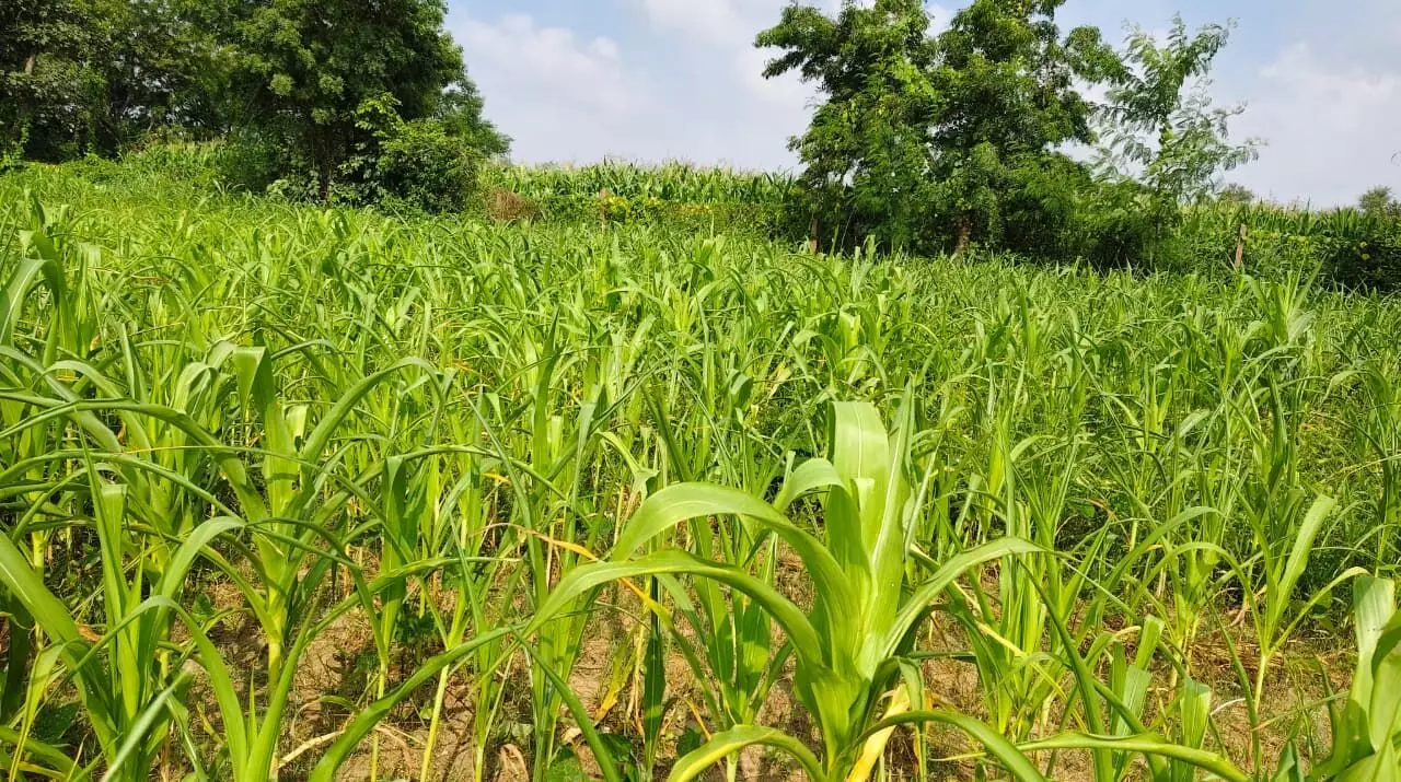 सवाईपुर में बारिश की कमी से किसान परेशान, इंद्रदेव को मनाने में जुटे सवाईपुर में बारिश की कमी से किसान परेशान, इंद्रदेव को मनाने में जुटे