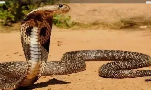 खेत पर सांप के काटने से किसान की मौत खेत पर सांप के काटने से किसान की मौत