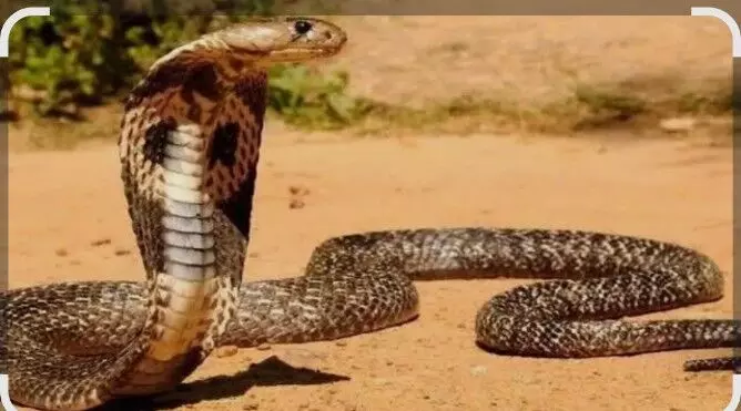 खेत पर सांप के काटने से किसान की मौत खेत पर सांप के काटने से किसान की मौत