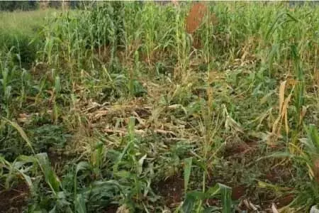 मक्का की फसल पर जंगली सुअरों का कहर, किसान परेशान मक्का की फसल पर जंगली सुअरों का कहर, किसान परेशान