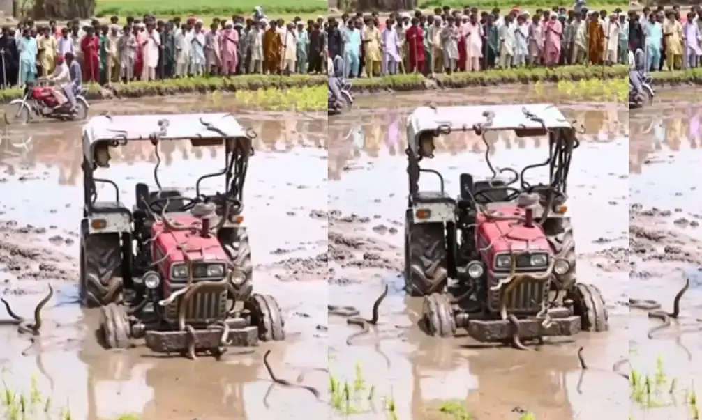 सांपों की खेती ट्रैक्टर से ? कमजोर दिल वाले न देखें ..... सांपों की खेती ट्रैक्टर से ? कमजोर दिल वाले न देखें .....