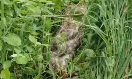 खेत में 15 फीट लंबा अजगर दिखा, नील गाय के बच्चे को निगला