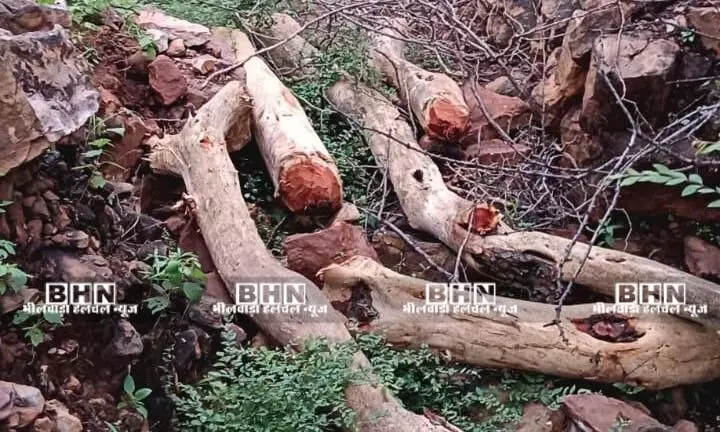 वृक्षों की कटाई से ग्रामीणों में रोष वृक्षों की कटाई से ग्रामीणों में रोष