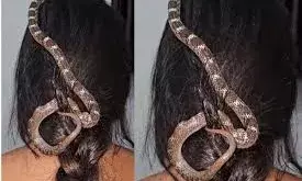 : हे भगवान! जिंदा सांप को बनाकर स्क्रंची महिला ने बांधी चोटी,